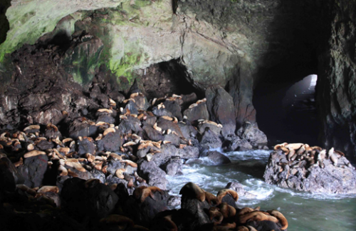sea-lion-caves